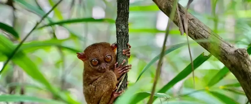 Tarsier Sanctuary